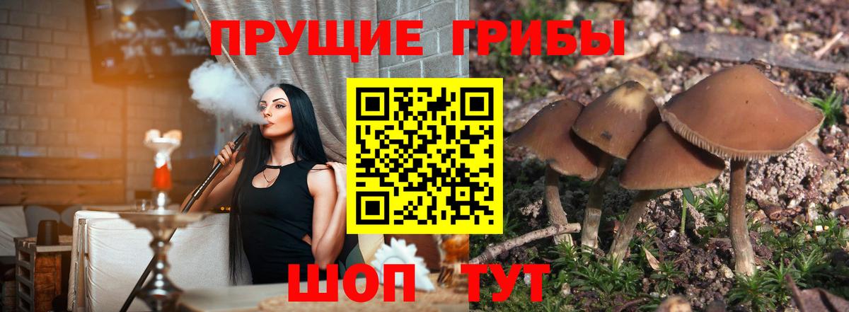 Псилоцибиновые грибы Cubensis Краснотурьинск